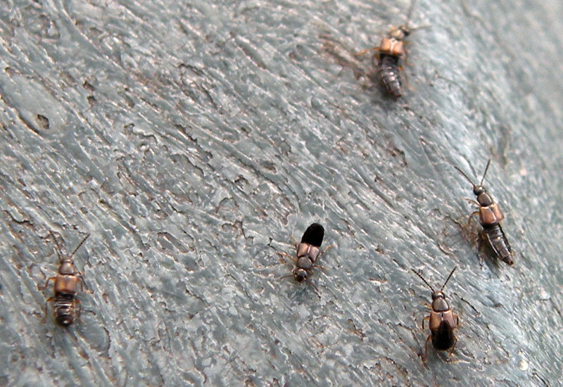 Un altro Staphylinidae?